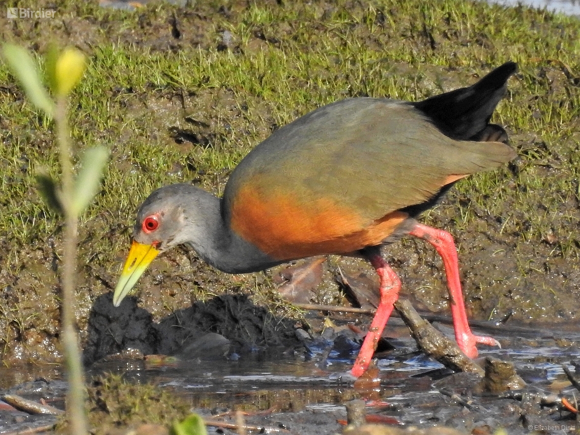 Aramides cajaneus