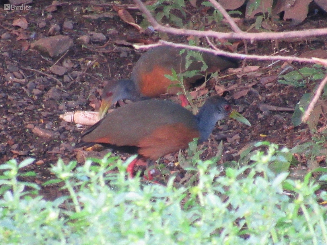 Aramides cajaneus