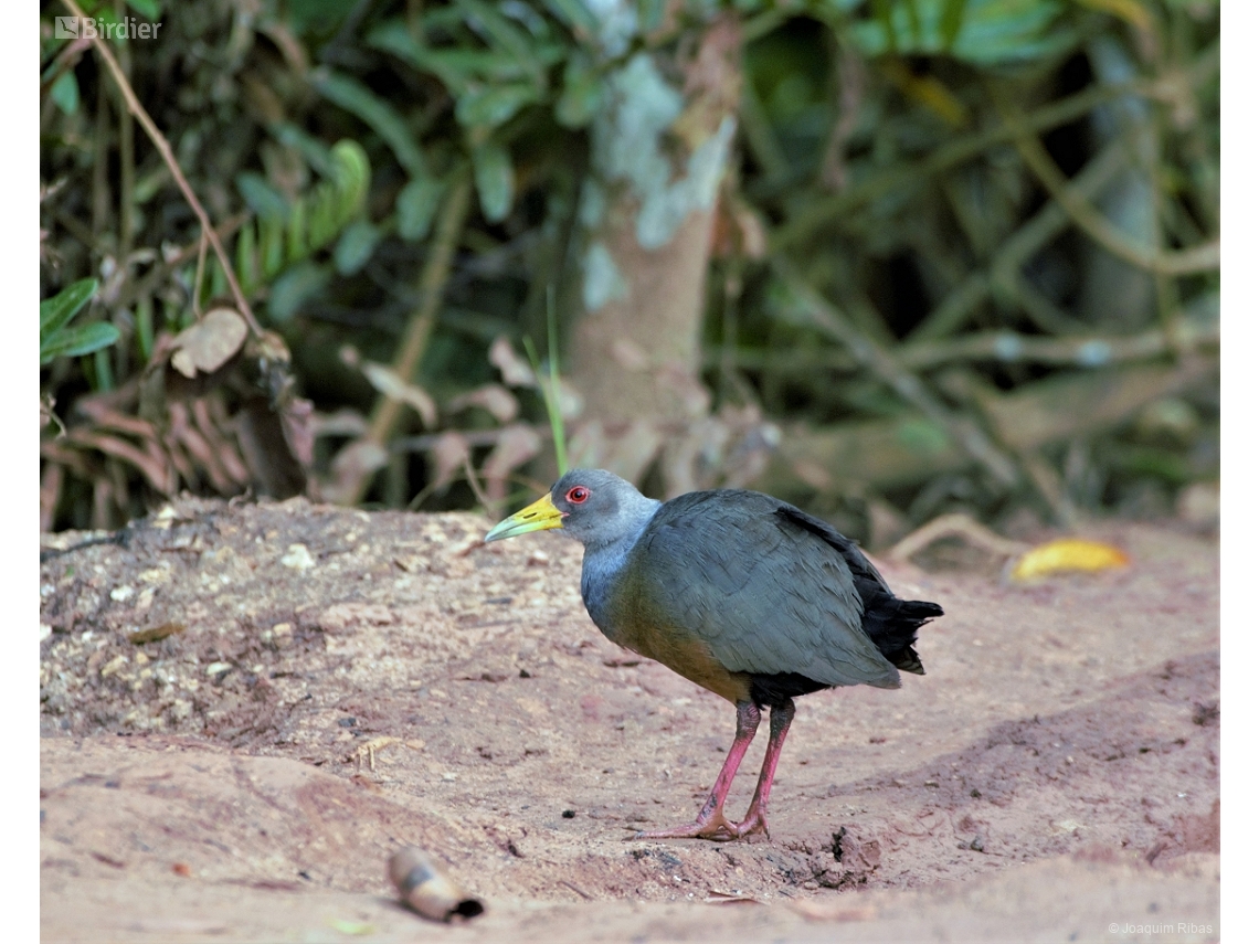 Aramides cajaneus
