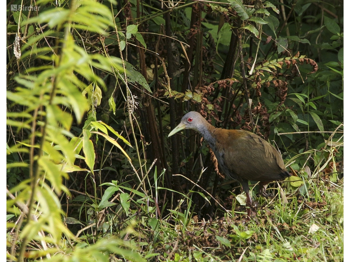 Aramides saracura
