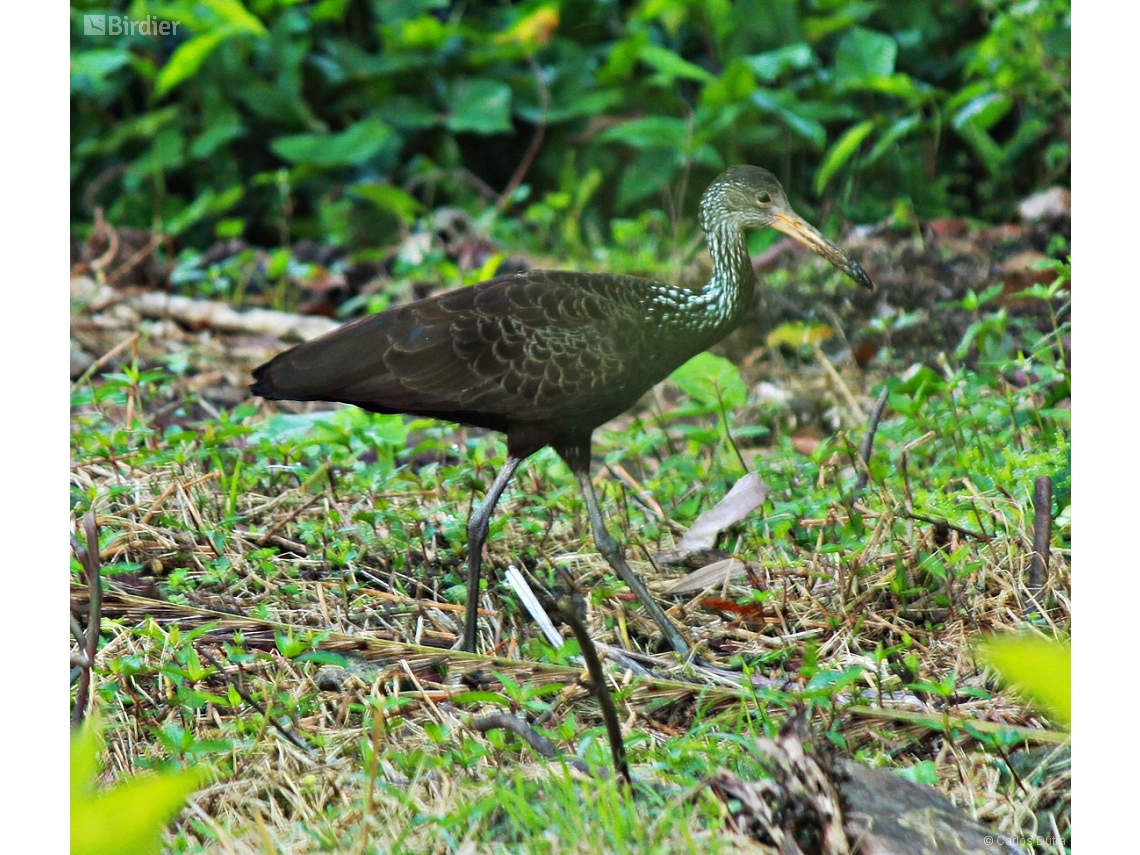 Aramus guarauna