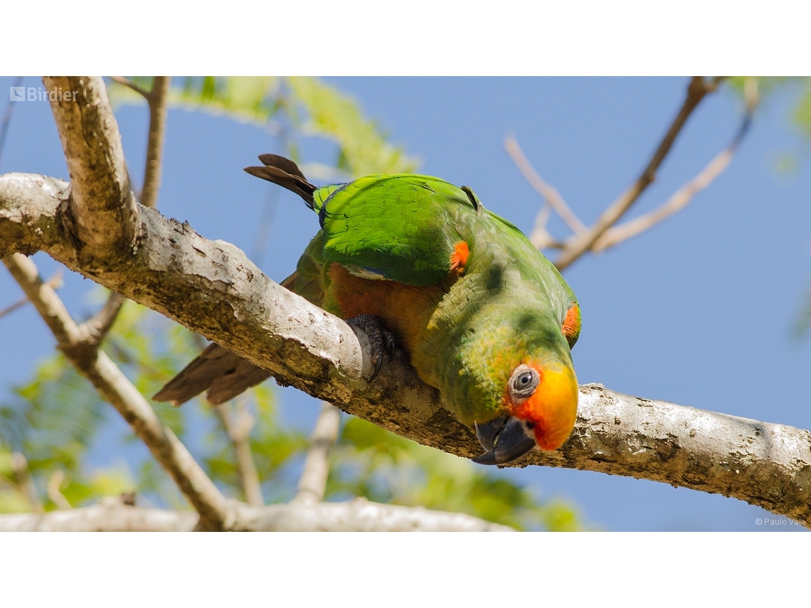 Aratinga auricapillus