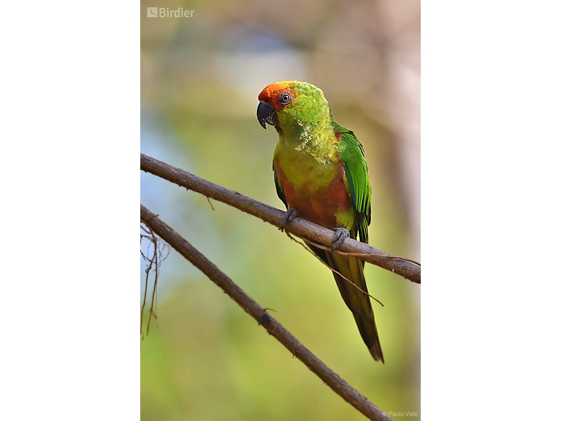 Aratinga auricapillus