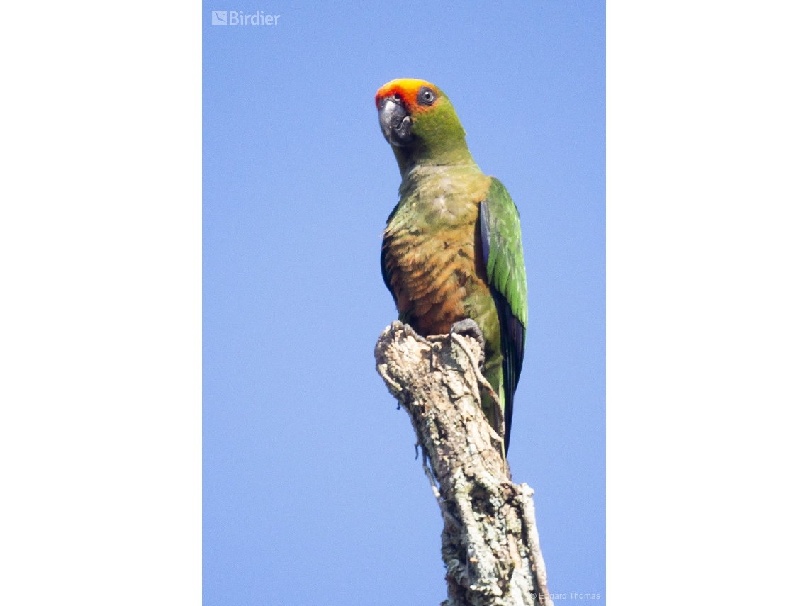 Aratinga auricapillus