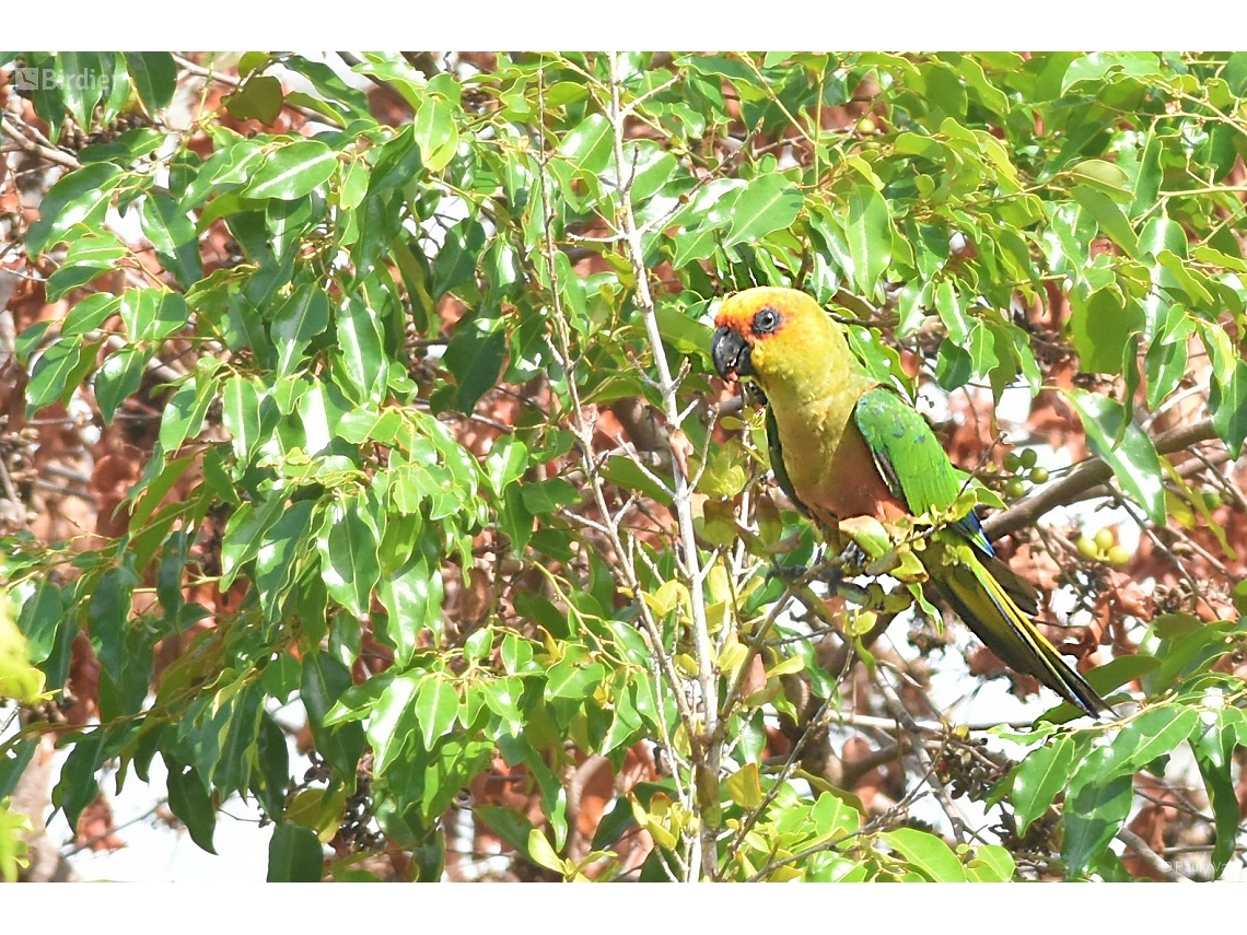 Aratinga jandaya
