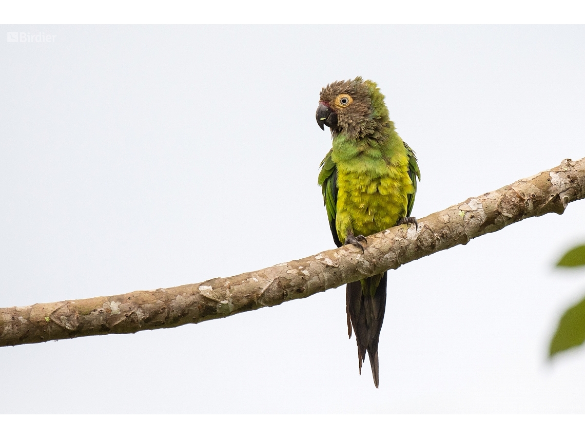 Aratinga weddellii