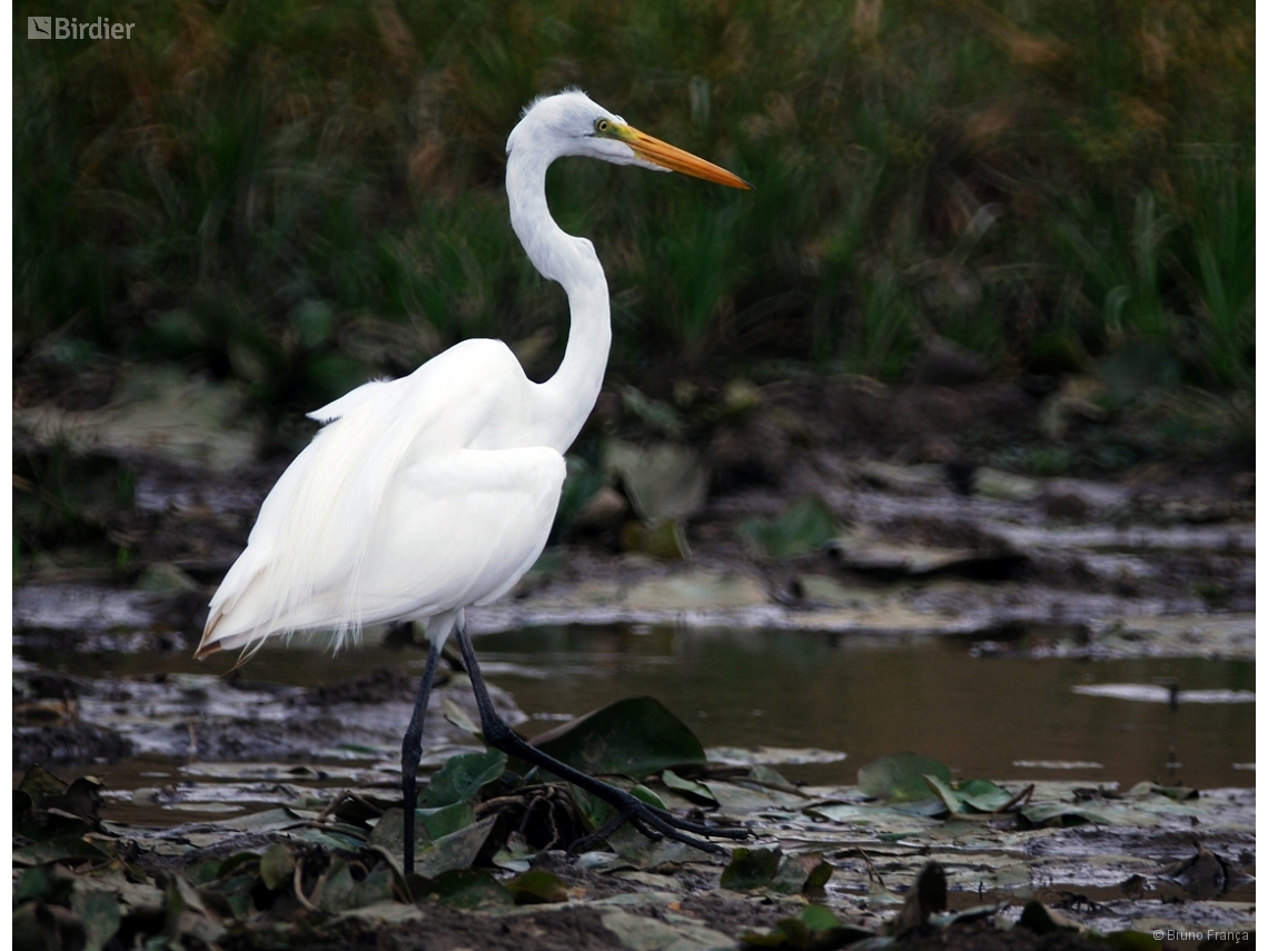 Ardea alba