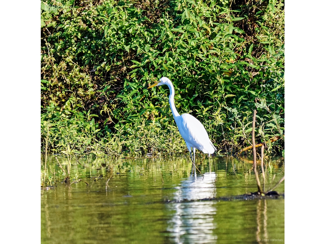 Ardea alba