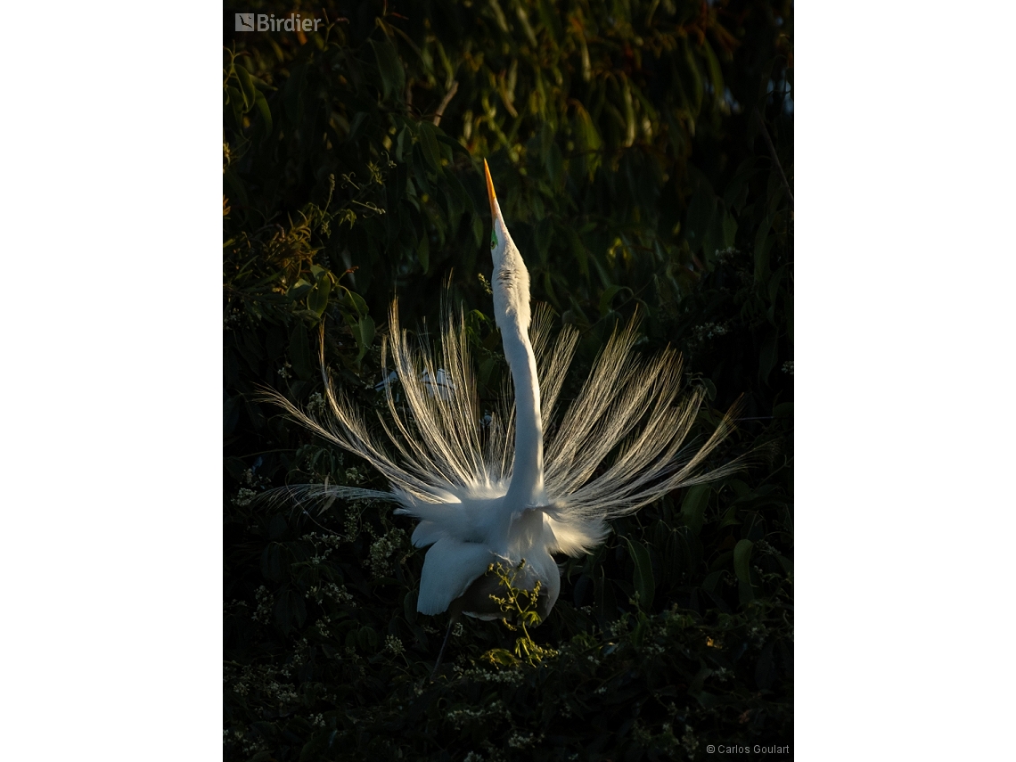 Ardea alba