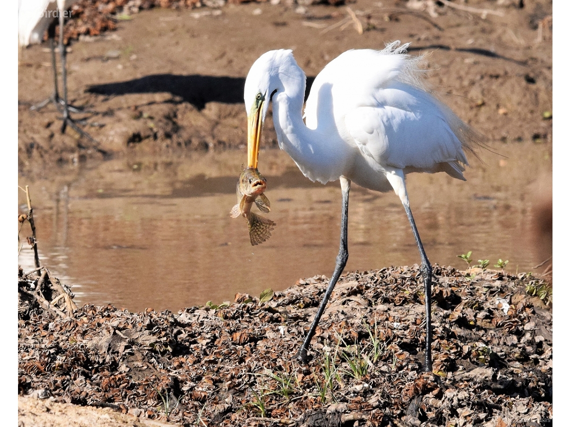 Ardea alba