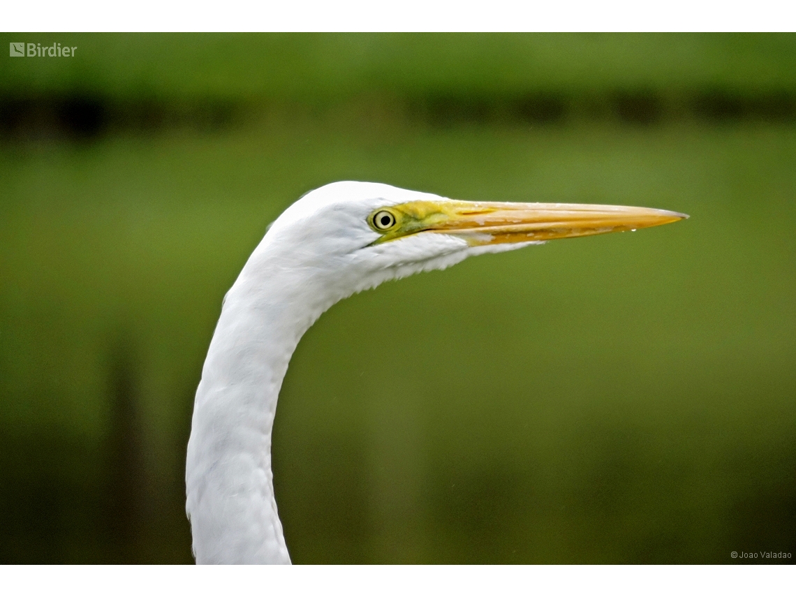 Ardea alba