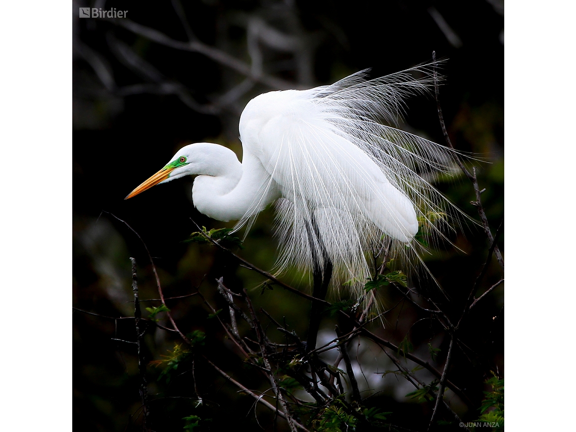 Ardea alba