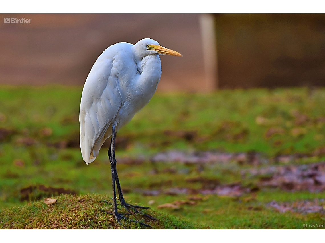 Ardea alba