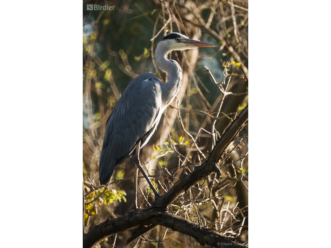 Ardea cinerea