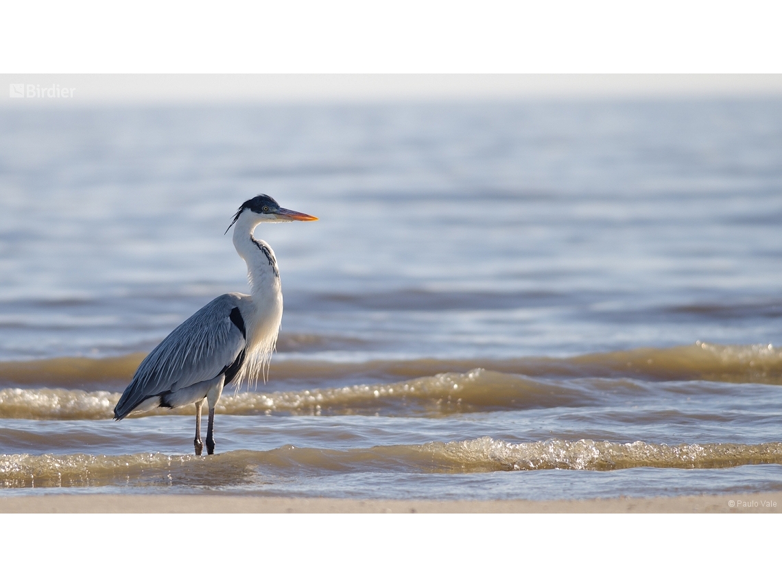 Ardea cocoi