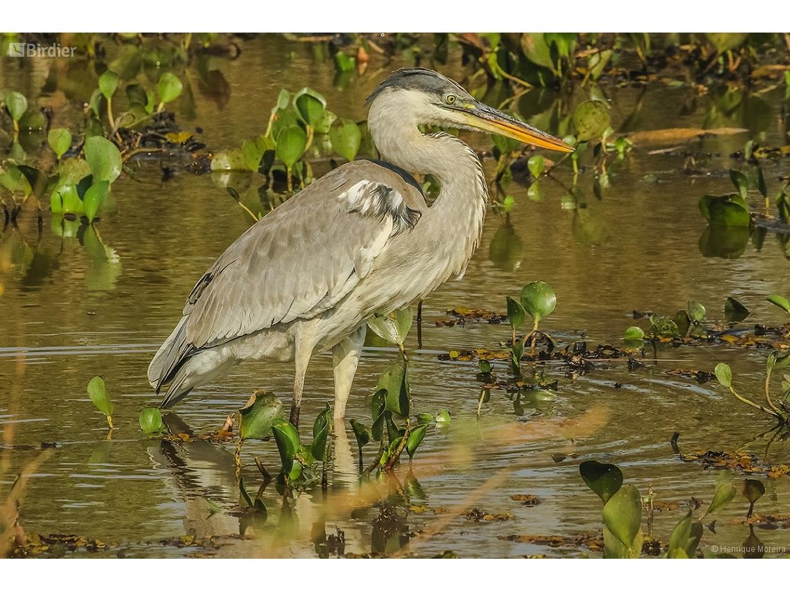 Ardea cocoi