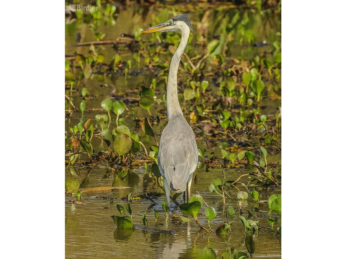 Ardea cocoi