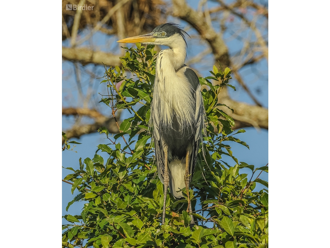 Ardea cocoi