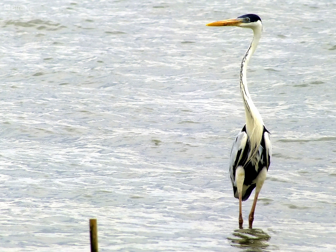 Ardea cocoi