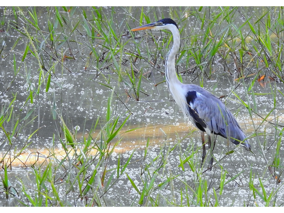 Ardea cocoi