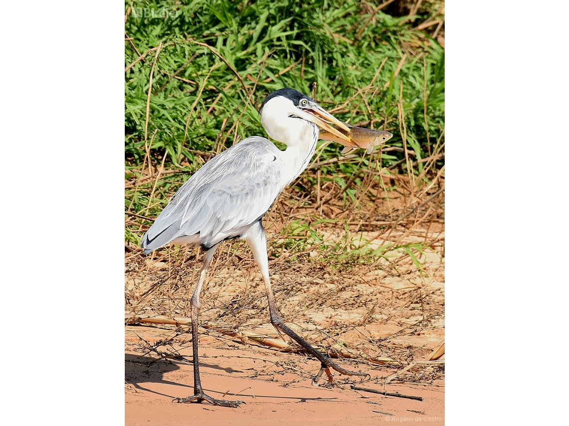 Ardea cocoi