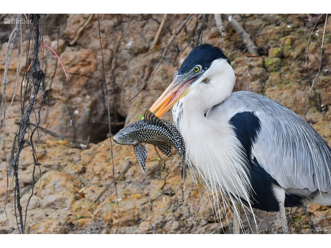 Ardea cocoi