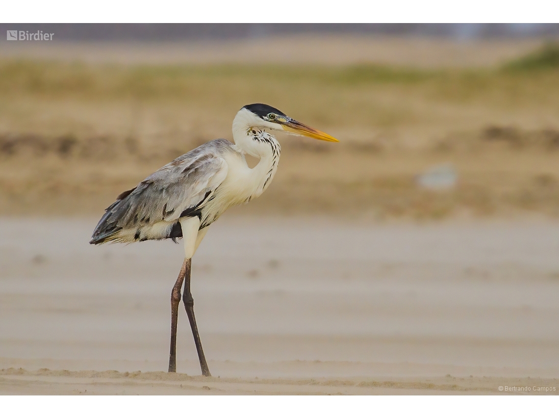 Ardea cocoi
