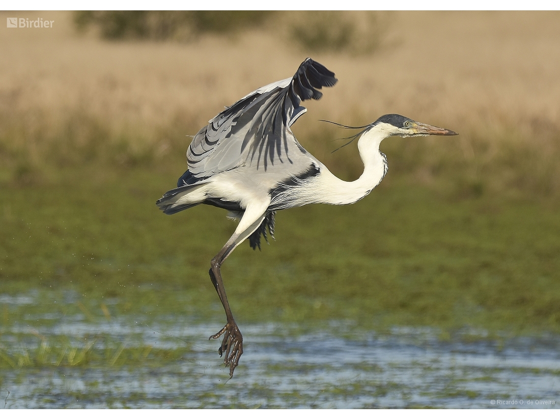 Ardea cocoi