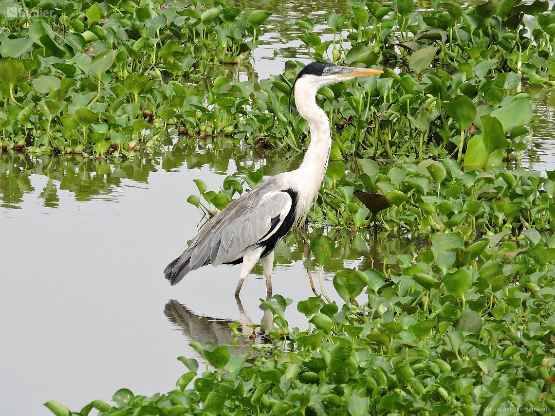 Ardea cocoi