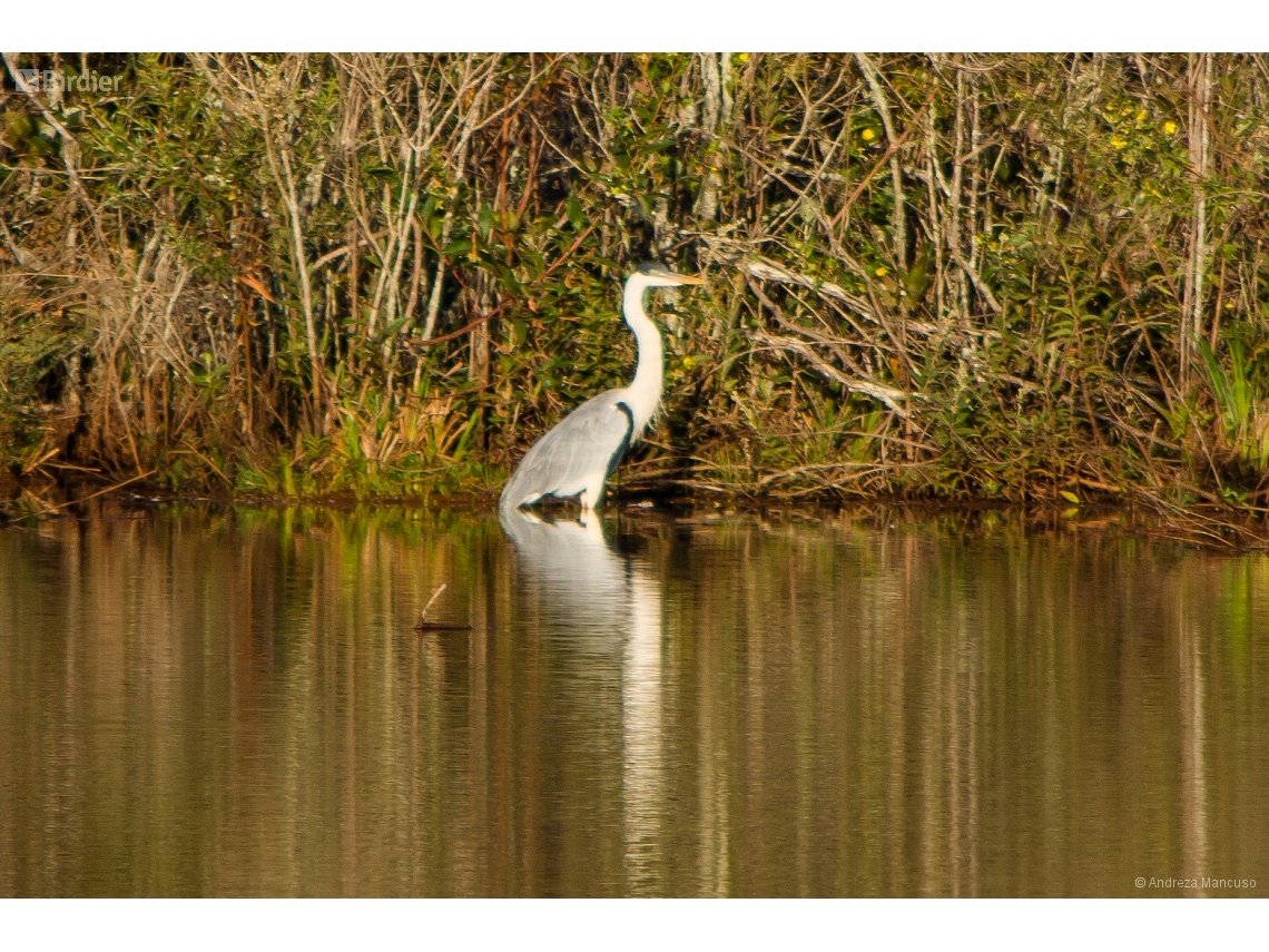 Ardea cocoi