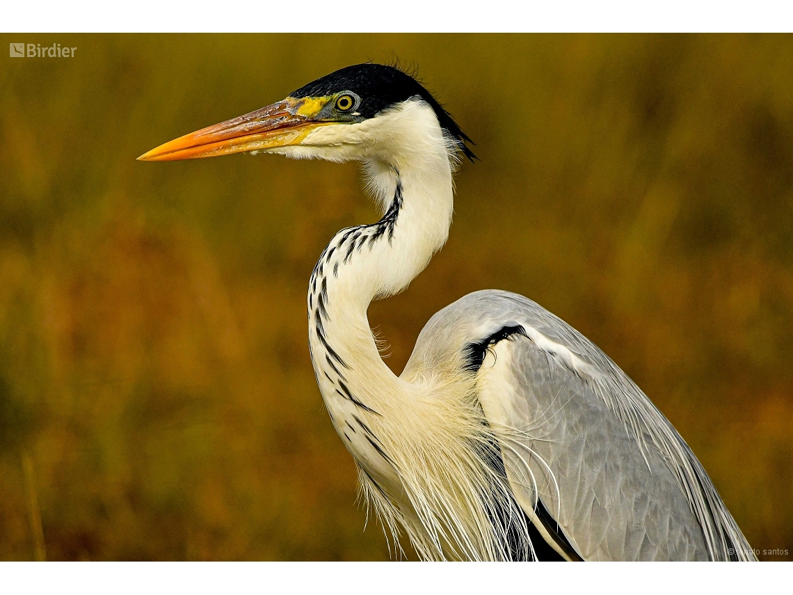 Ardea cocoi