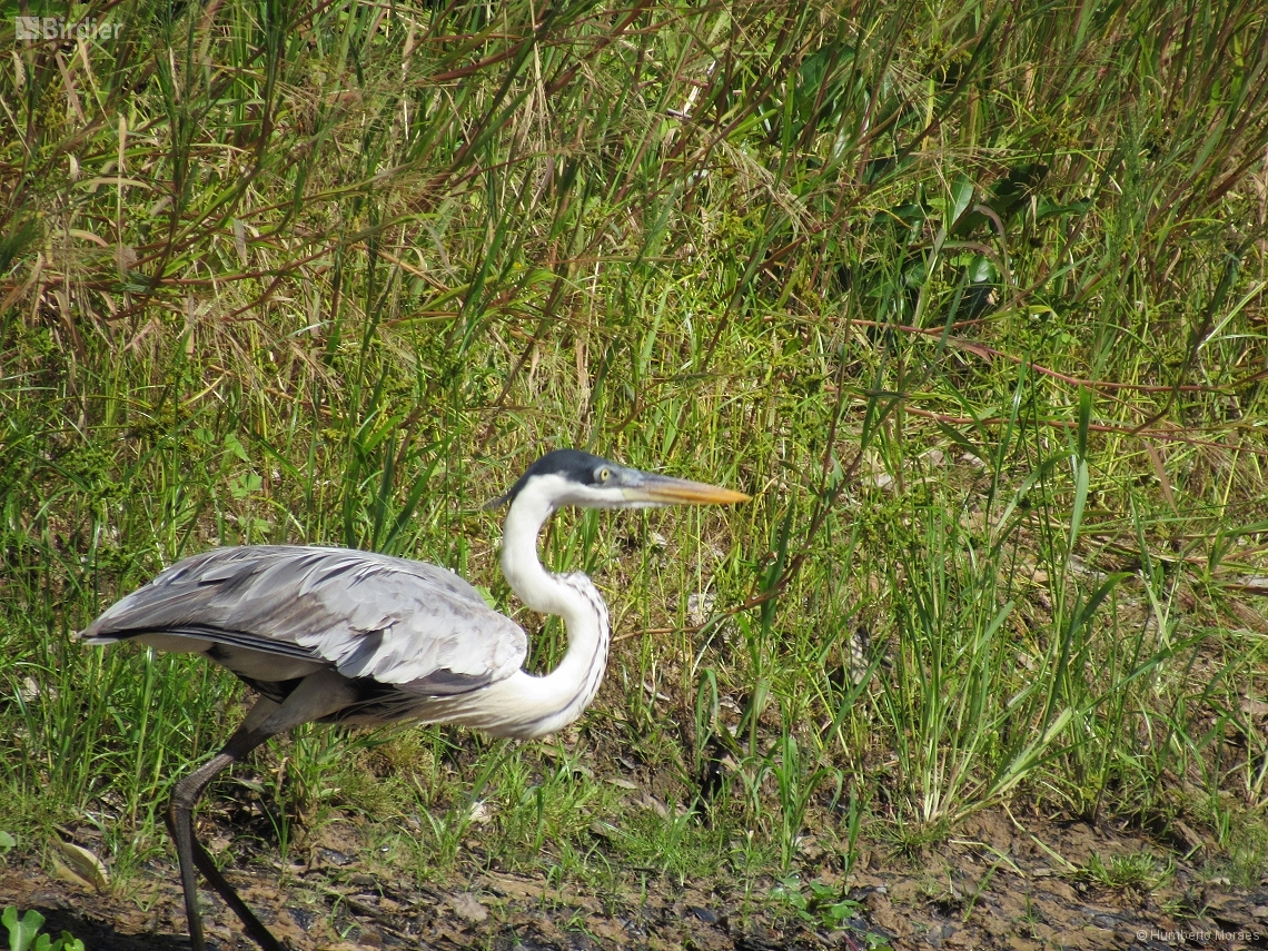 Ardea cocoi