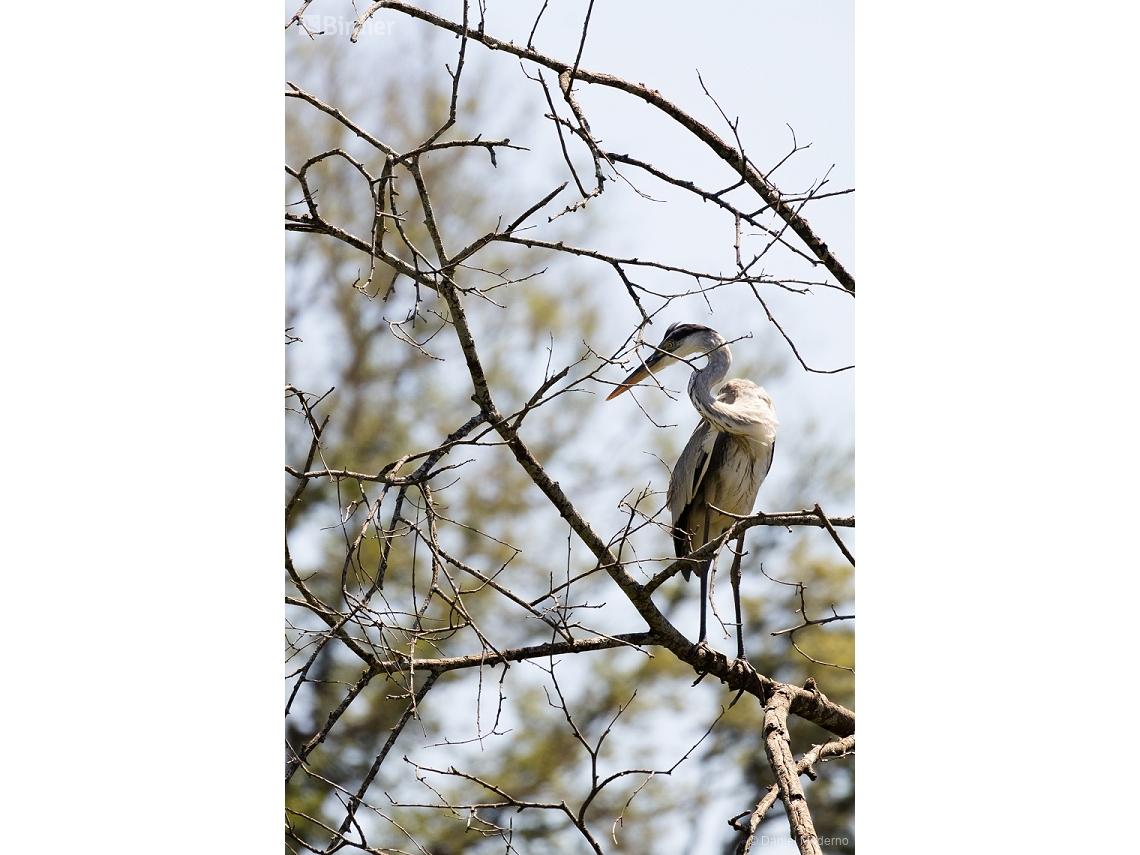 Ardea cocoi