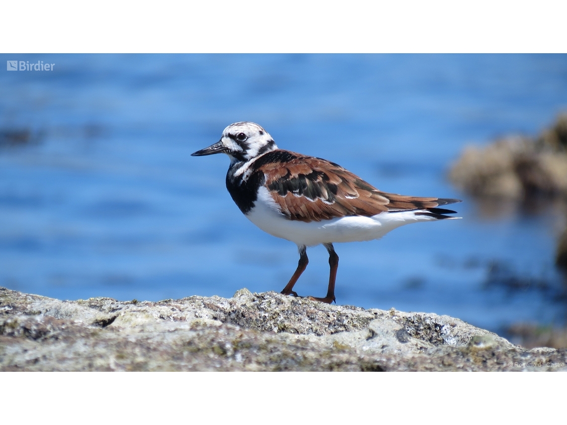 Arenaria interpres