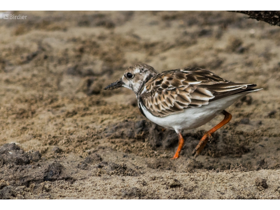 Arenaria interpres