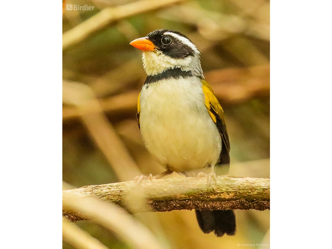 Arremon flavirostris
