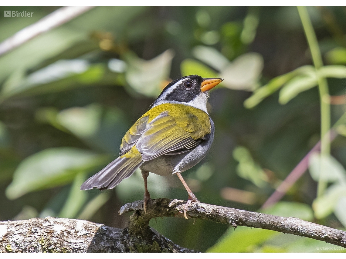 Arremon flavirostris