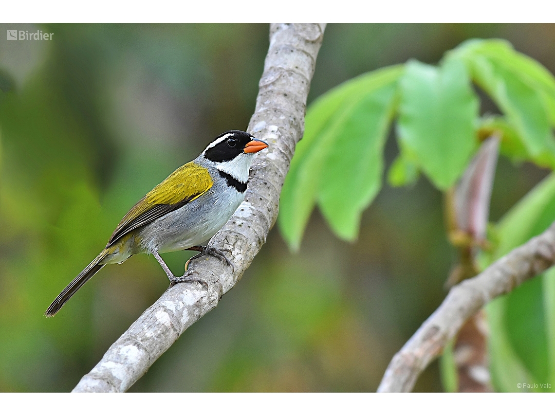 Arremon flavirostris