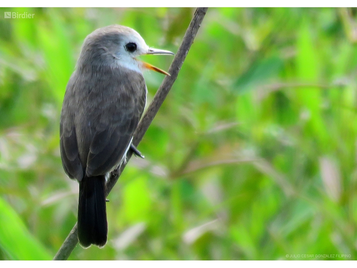 Arundinicola leucocephala