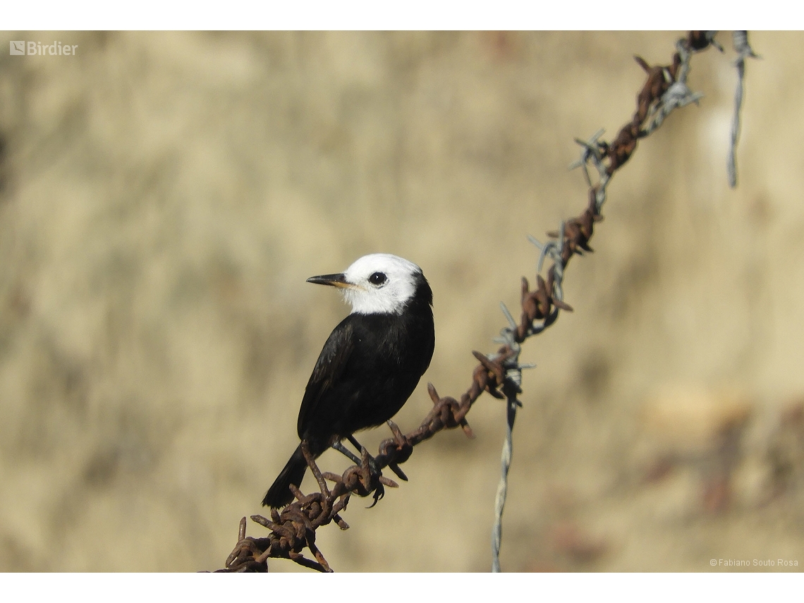 Arundinicola leucocephala