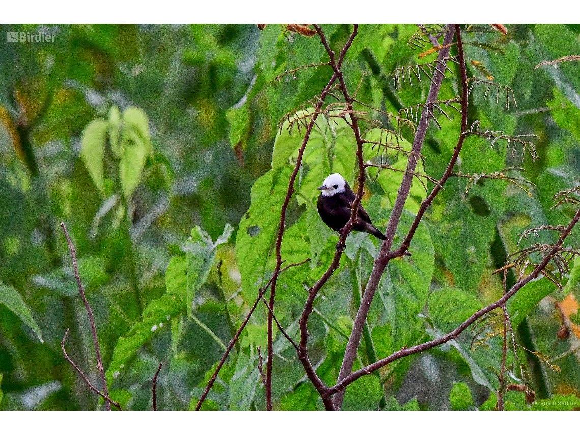 Arundinicola leucocephala