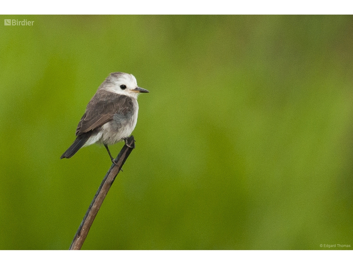 Arundinicola leucocephala