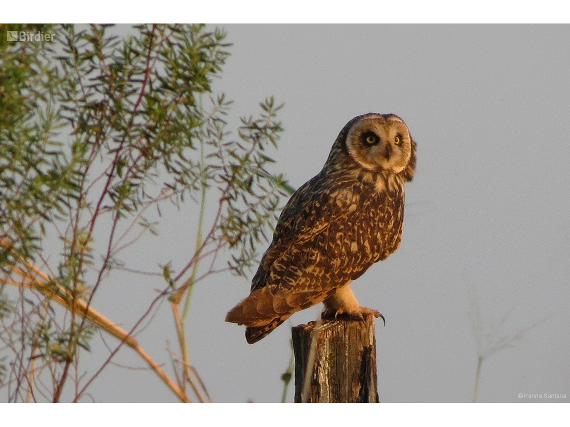 Asio flammeus