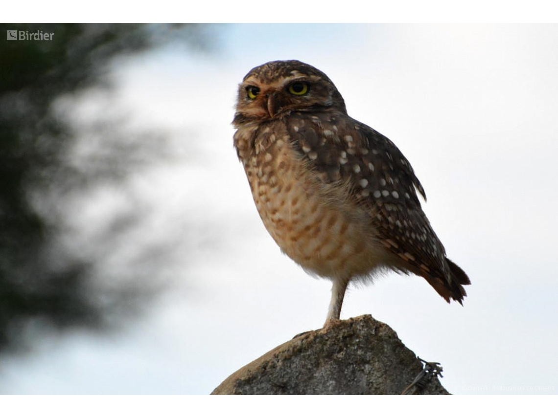 Athene cunicularia