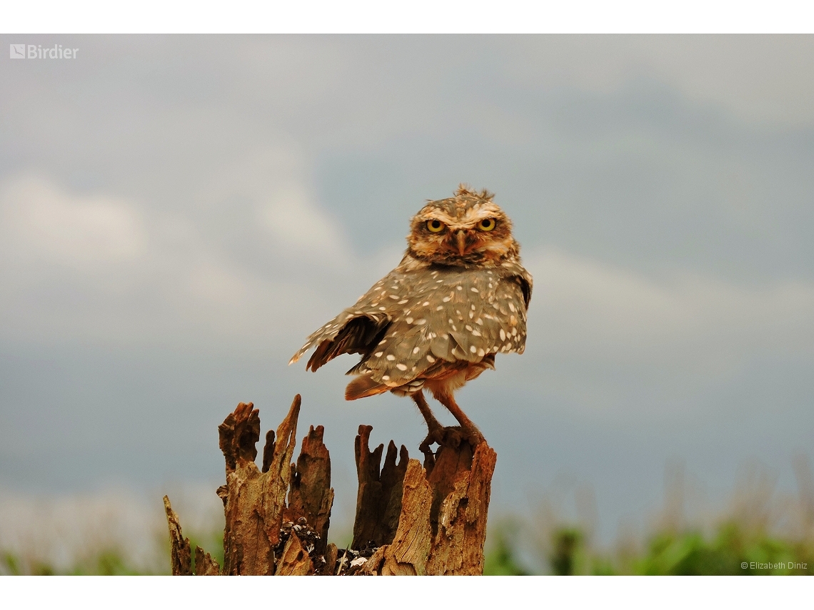 Athene cunicularia