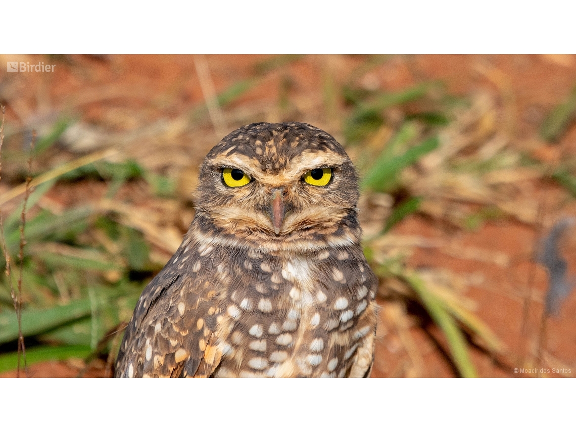 Athene cunicularia