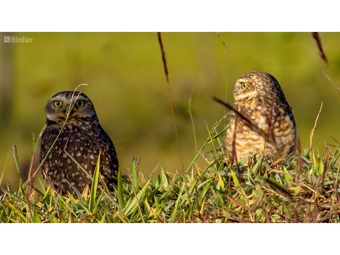 Athene cunicularia
