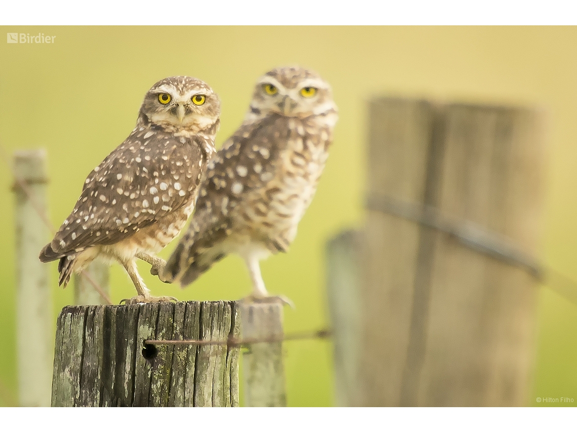 Athene cunicularia
