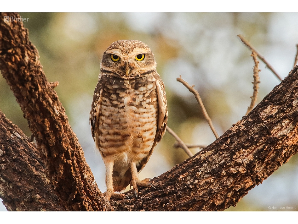 Athene cunicularia