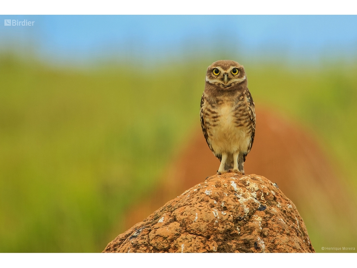 Athene cunicularia